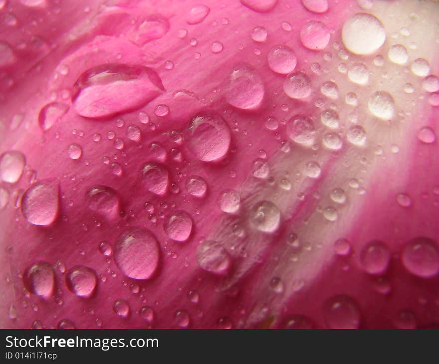 Water drops on peony petal (macro shot)