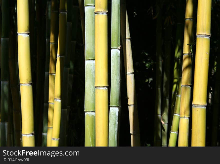 Bamboo field close to a river in the countryside. Bamboo field close to a river in the countryside