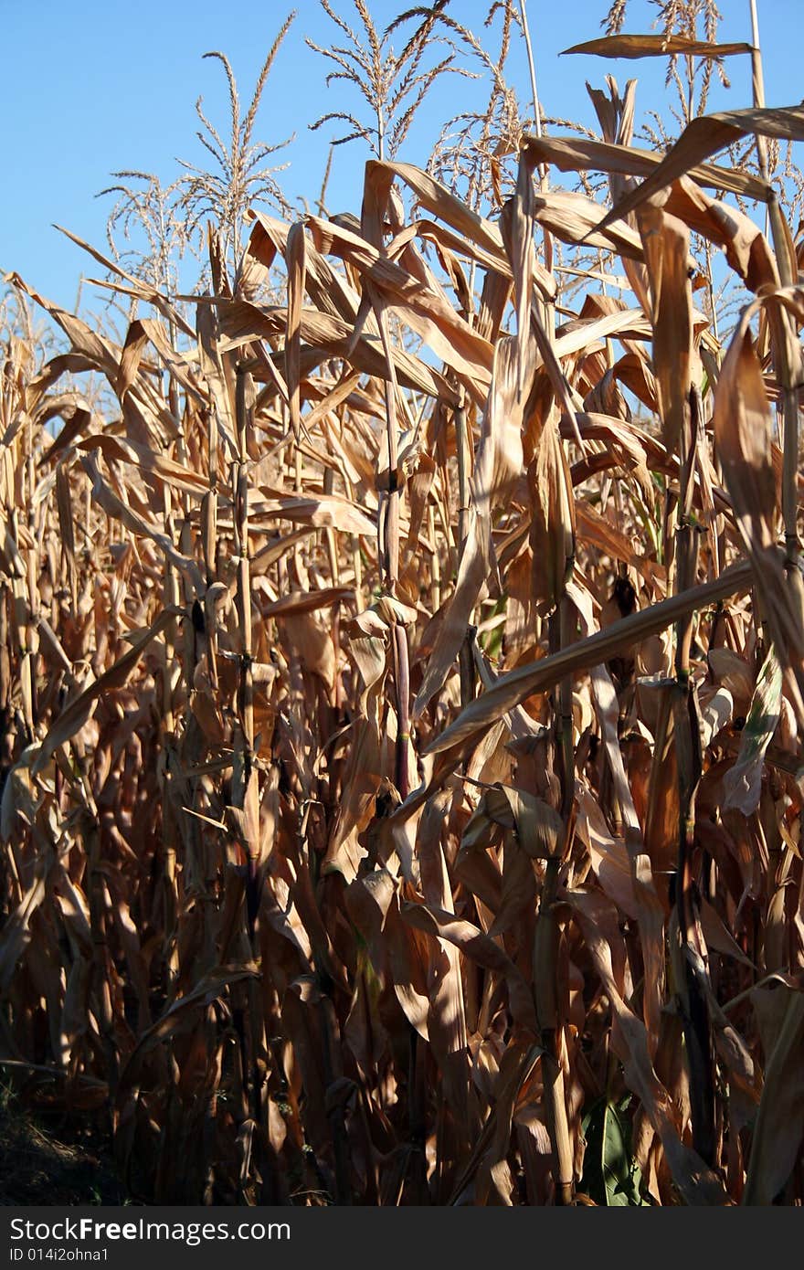 Corn Plantation