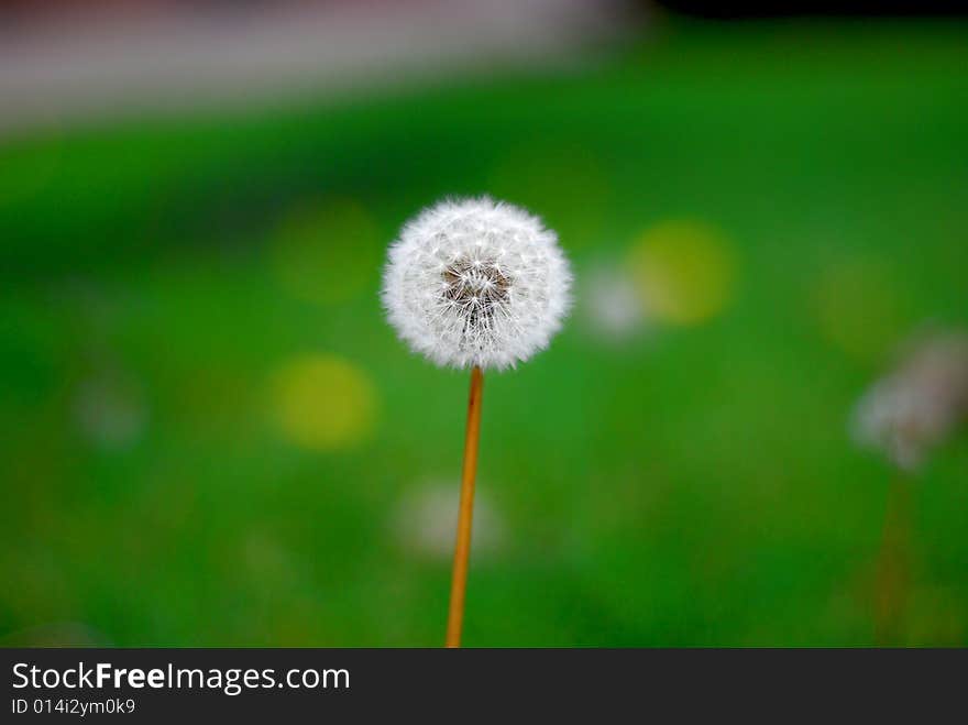 Dandelion