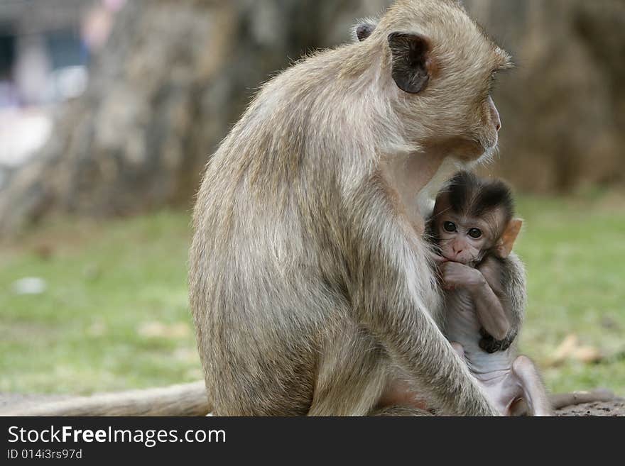 Monkeys familly in a historical park at Asia. Monkeys familly in a historical park at Asia