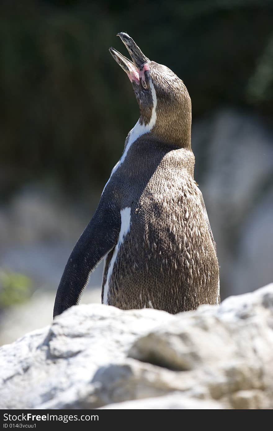 A magellanic penguin (lat. Spheniscus magellanicus, ger. Magellanpinguin)