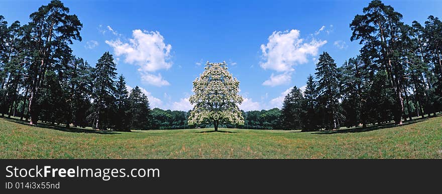 Tree on a background of the sky