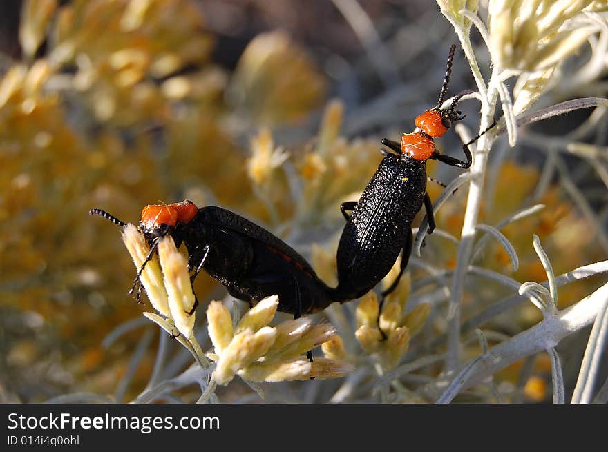 Pair of Desert Blister Beetle (Lytta vulnerata)