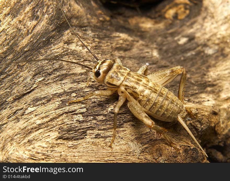 Young field cricket on dry root. Young field cricket on dry root