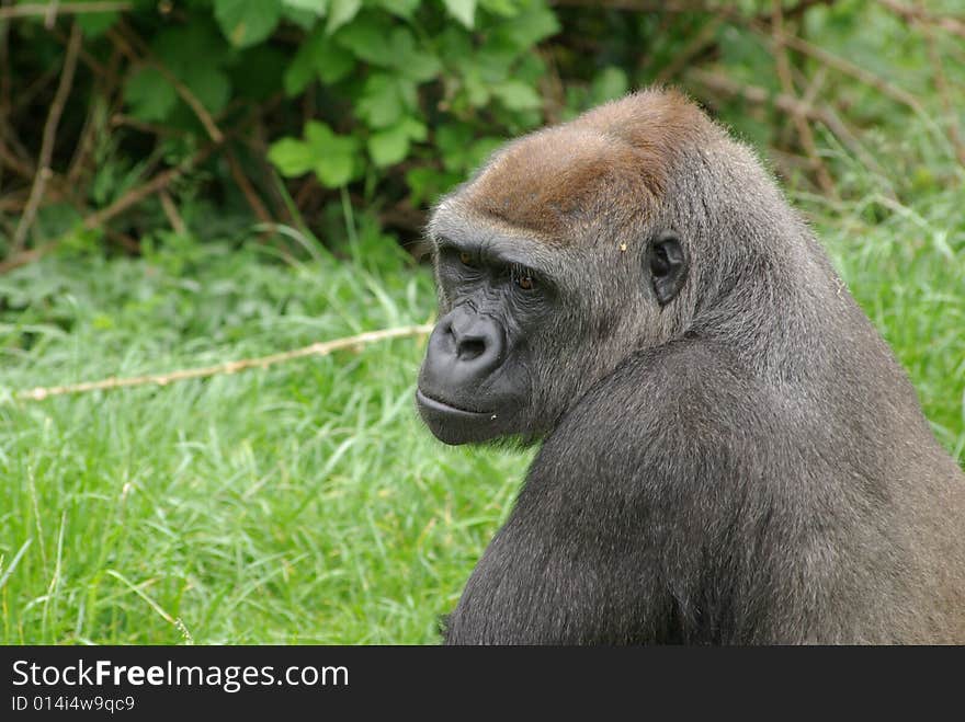 Big old gorilla