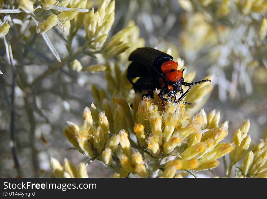 Desert Blister Beetles mating (Lytta vulnerata)