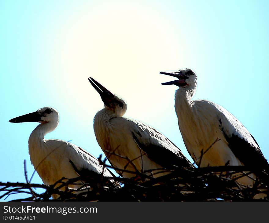 Tree stork