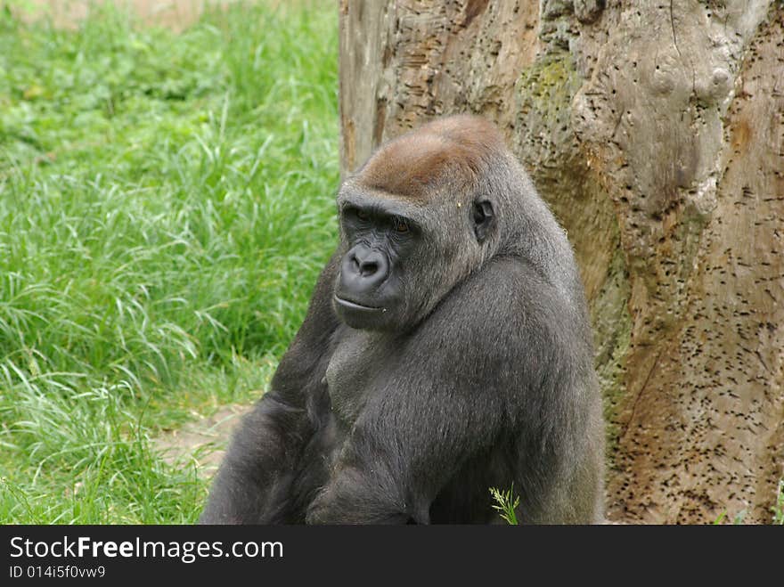 Big old gorilla is sitting arround and looking mean. Big old gorilla is sitting arround and looking mean