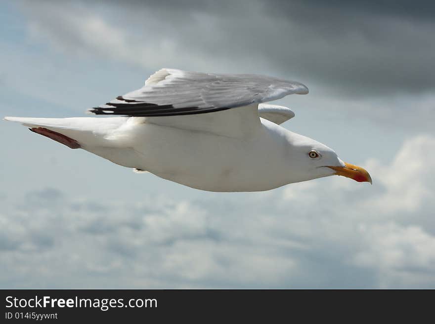 Seagull