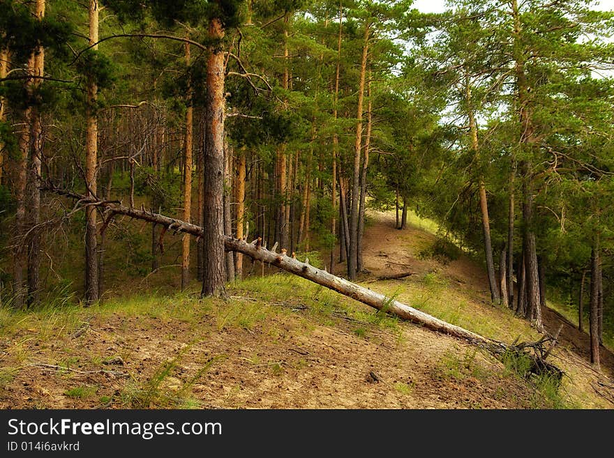 Photo of the viiew on green coniferous forest