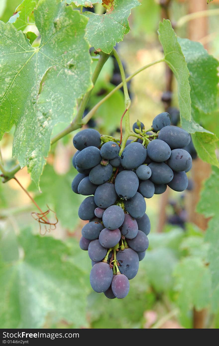 Bunch of black grape hanging among green leaves