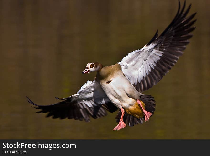 Egyptian Goose Landing