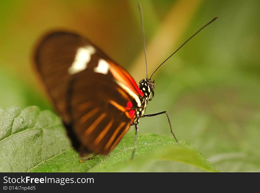 Single butterfly at rest on lush green vegetation