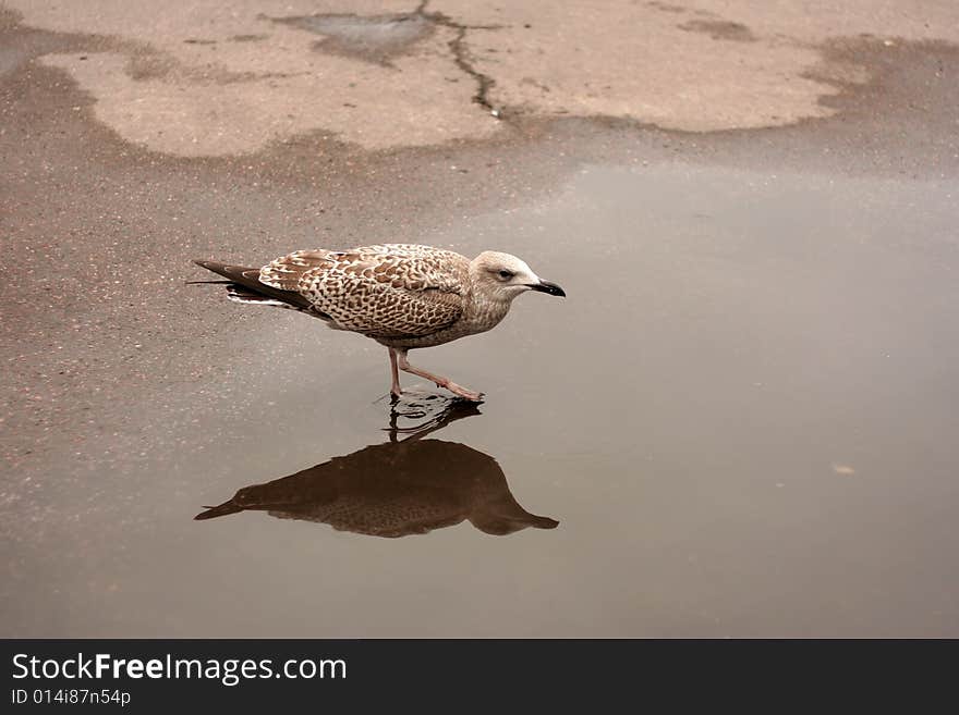 Young Seagull