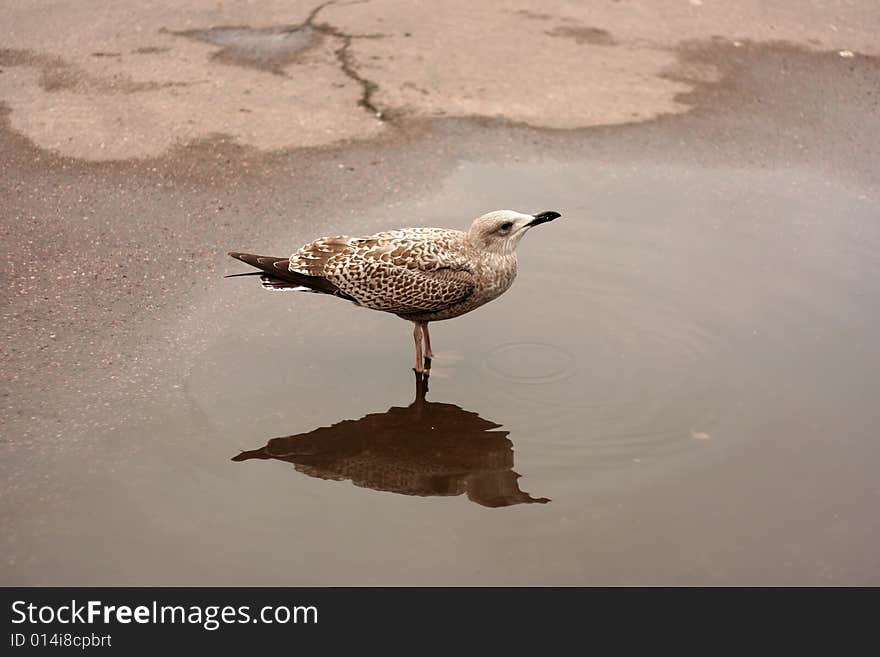 Young seagull