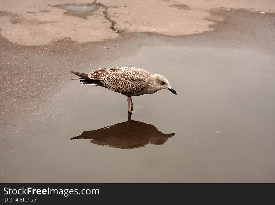 Young seagull