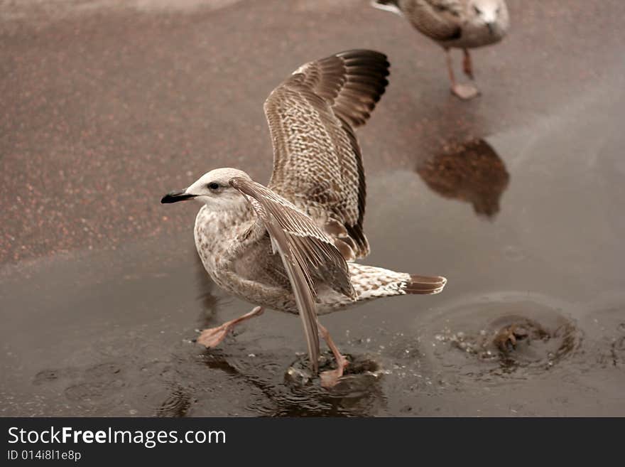 Young seagull in a pool