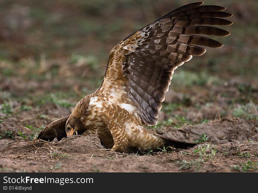 African Harrier Hawk catching crabs by digging in the riverbed