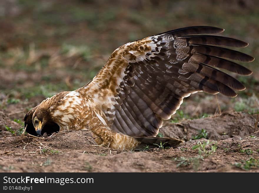 African Harrier Hawk catching crabs by digging in the riverbed