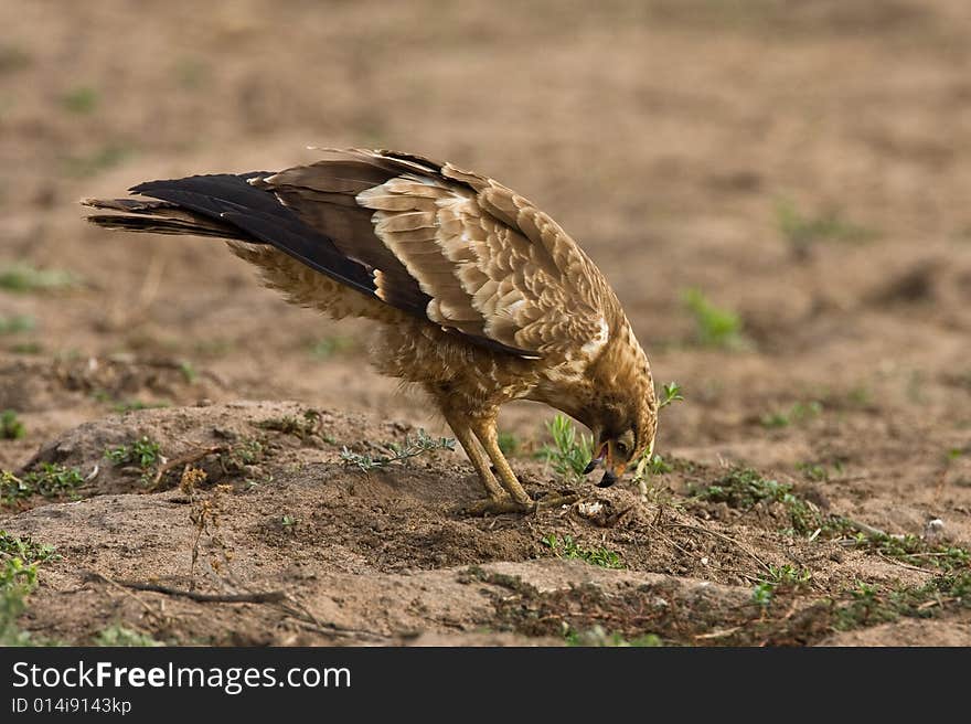 African Harrier Hawk catching crabs by digging in the riverbed