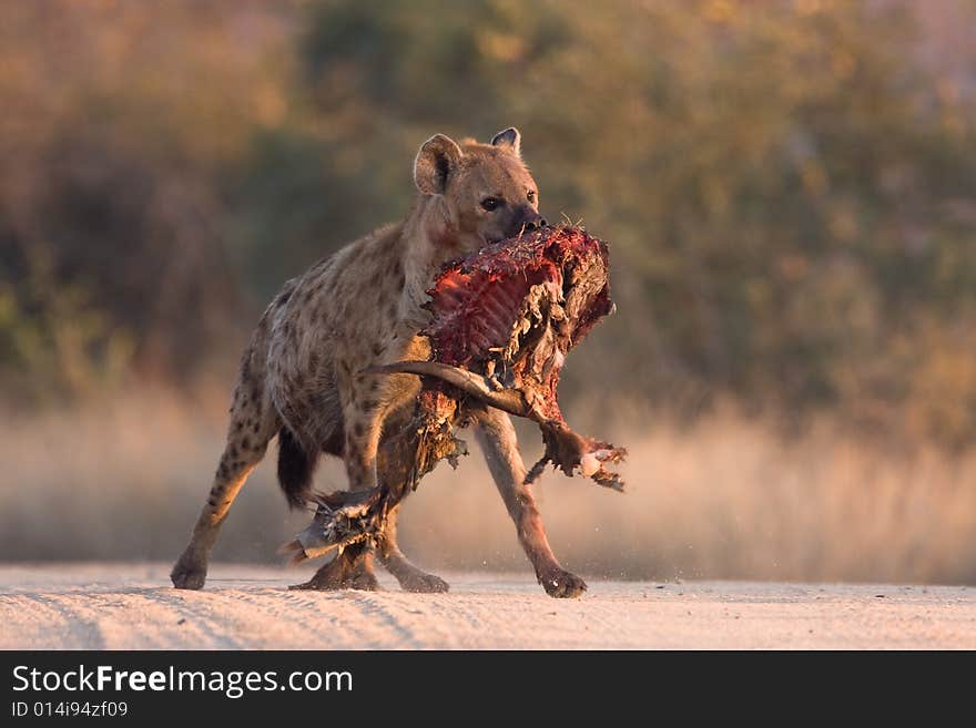 Spotted Hyena in dirt road with dropped bushbuck carcass. Spotted Hyena in dirt road with dropped bushbuck carcass