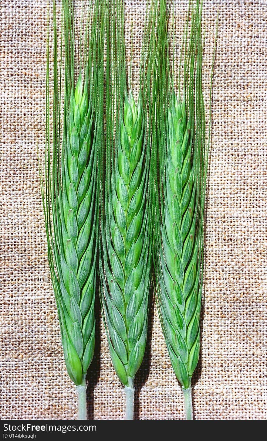 Three green spicas of rye