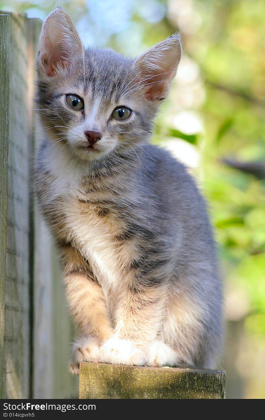 Gray kitten