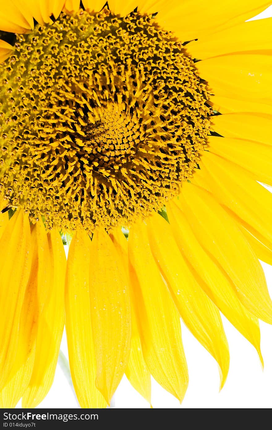 Beautiful sunflower isolated on white background. Beautiful sunflower isolated on white background.