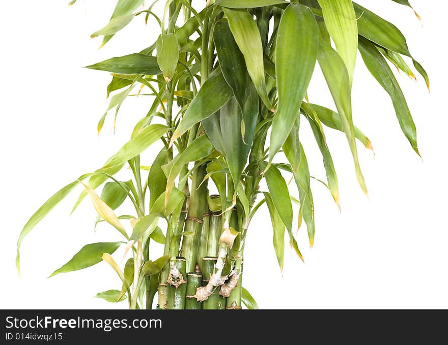 Plant isolated on white background.