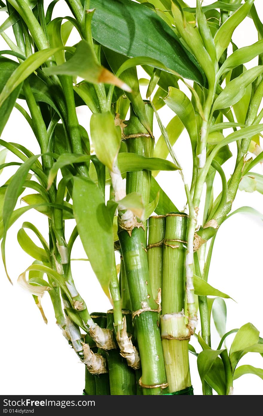 Plant isolated on white background.