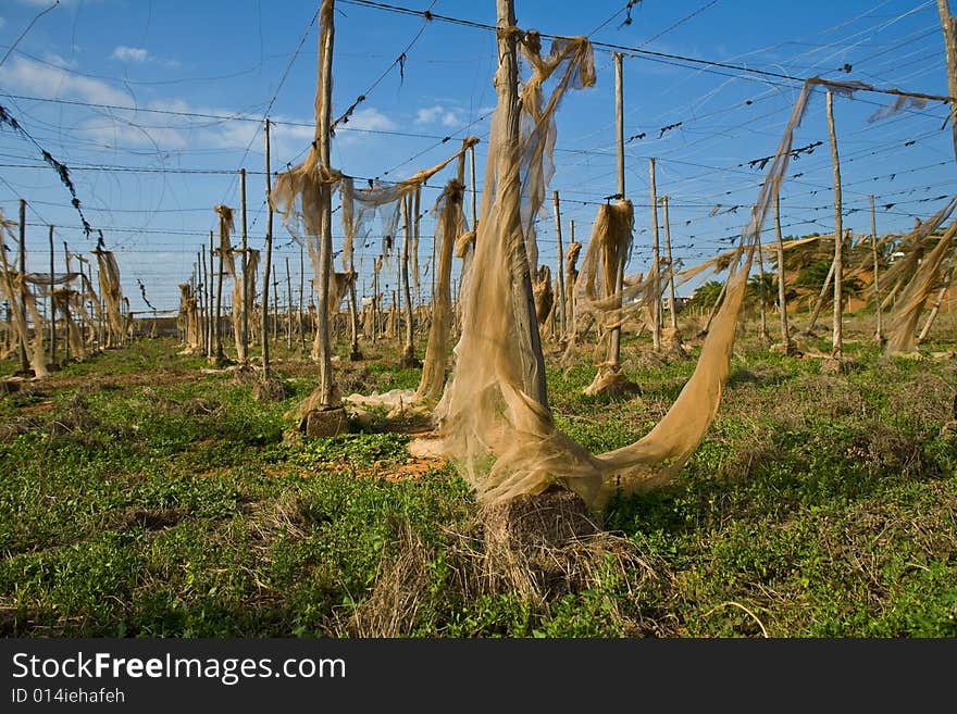 Old tomato greenhouse in ruins with blue sky background