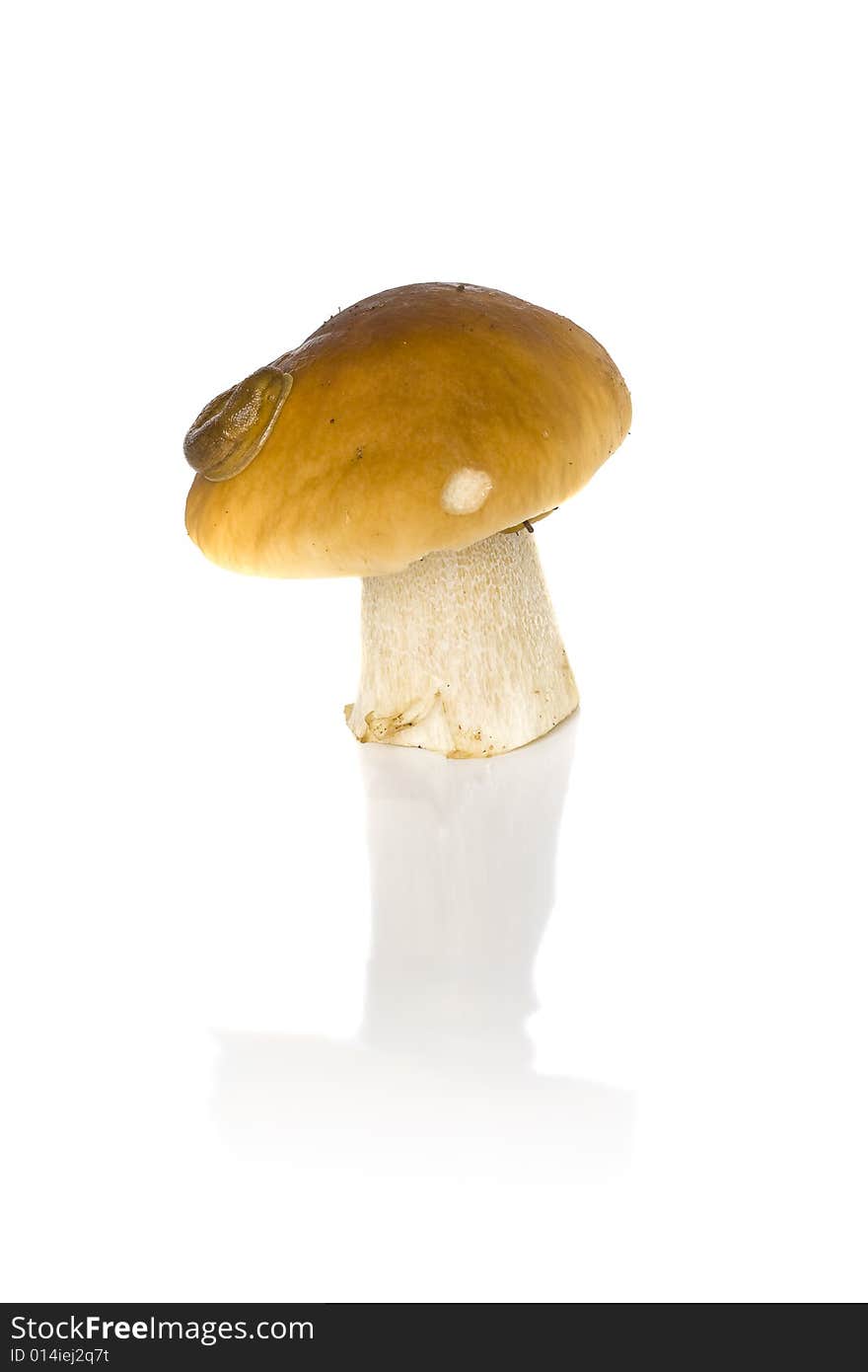 Boletus edulis