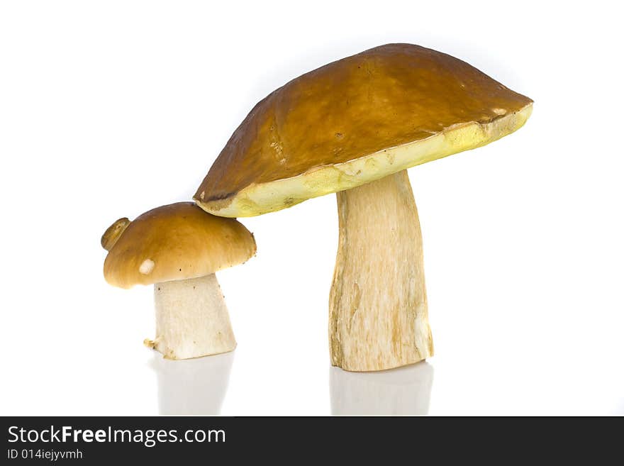 Boletus edulis