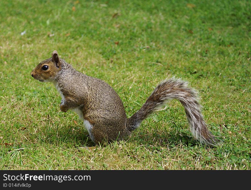 Squirrel