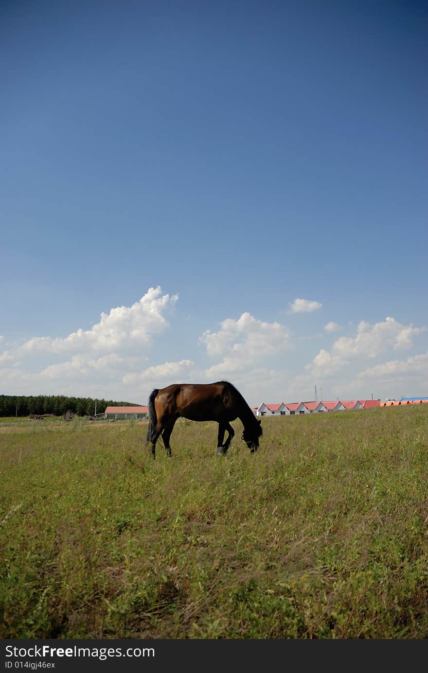 Horse eatting on the glassland. Horse eatting on the glassland