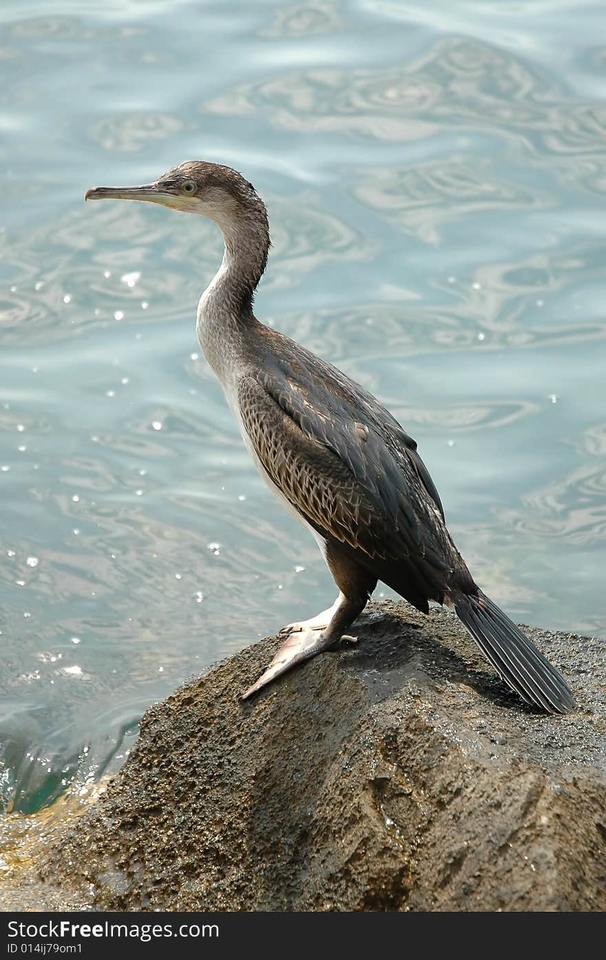 Cormorant