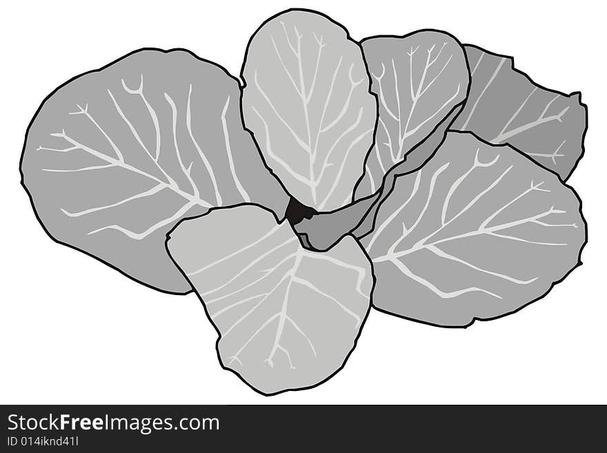 Art illustration of a cabbage, Brassica oleracea