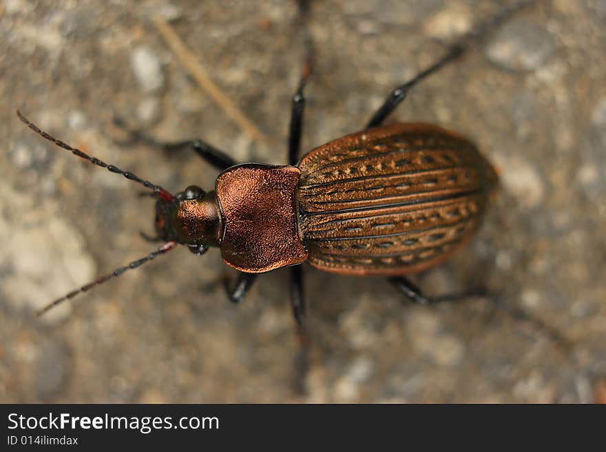 Bronze beetle with the copper and gold shield