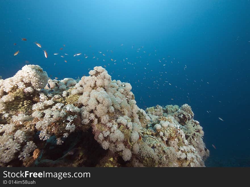 Coral and fish taken in the Red Sea.