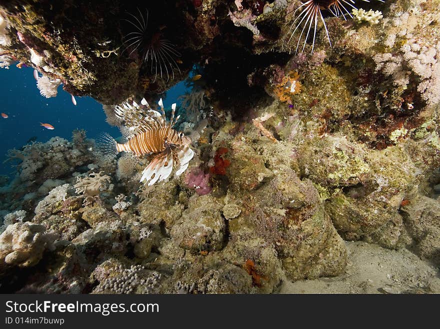 Coral and fish taken in the Red Sea.