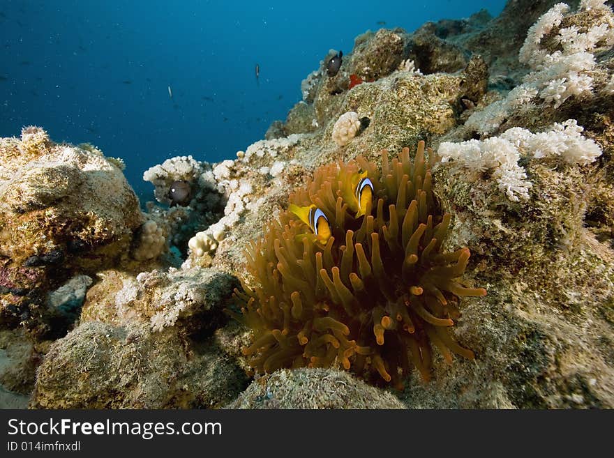 Red sea anemonefish (Amphipiron bicinctus)