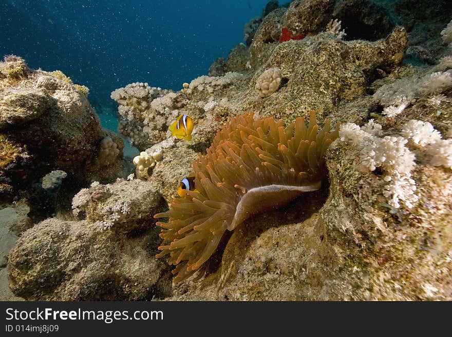 Red sea anemonefish (Amphipiron bicinctus)  taken in the Red Sea.