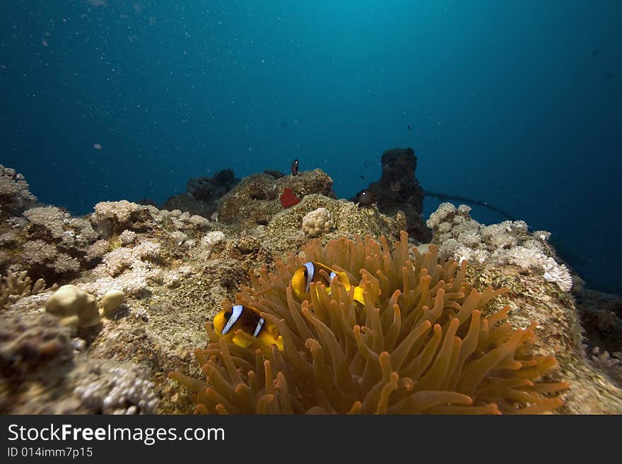 Red sea anemonefish (Amphipiron bicinctus)  taken in the Red Sea.