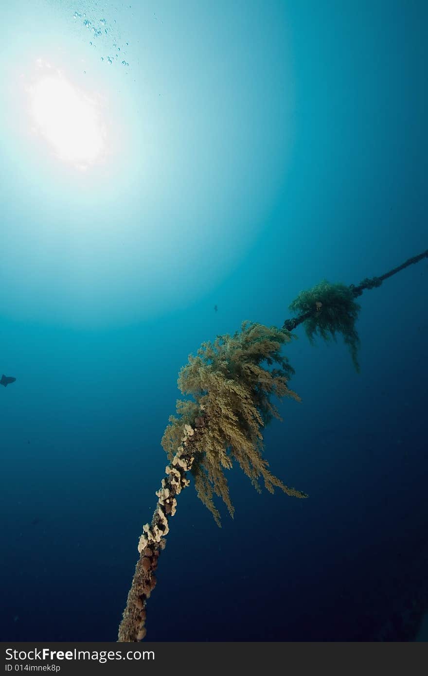 Coral and fish taken in the Red Sea.