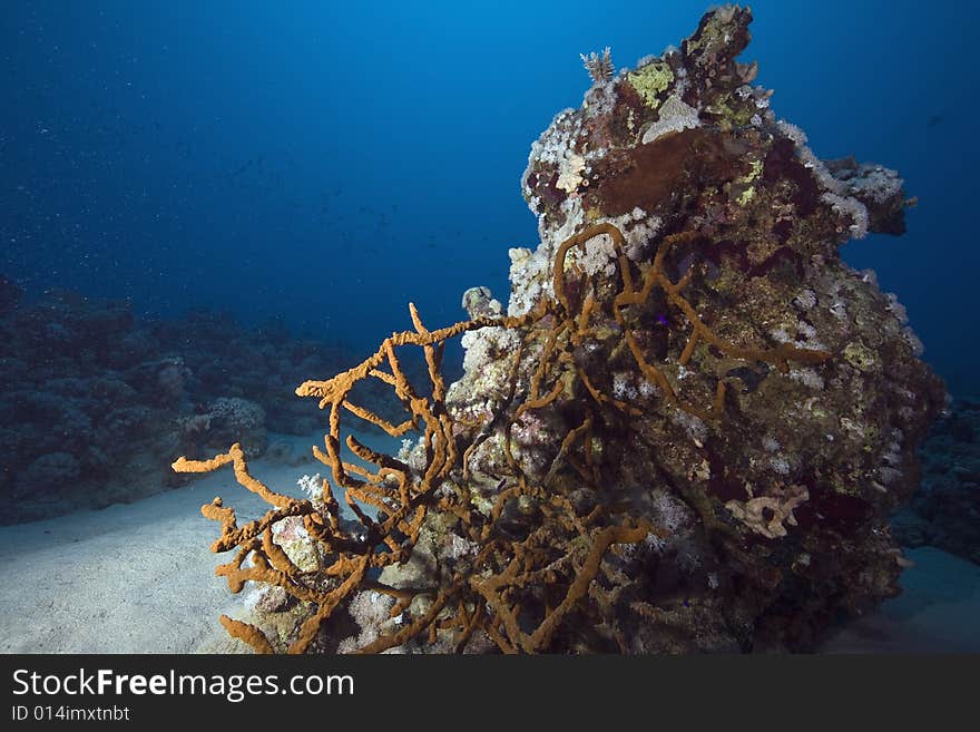 Coral and fish taken in the Red Sea.