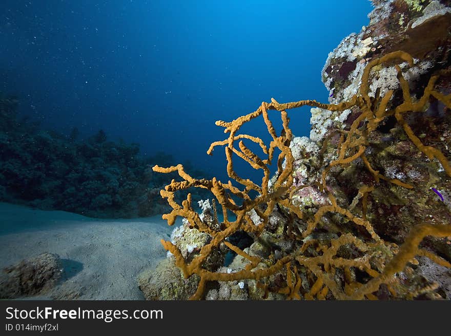 Coral and fish taken in the Red Sea.