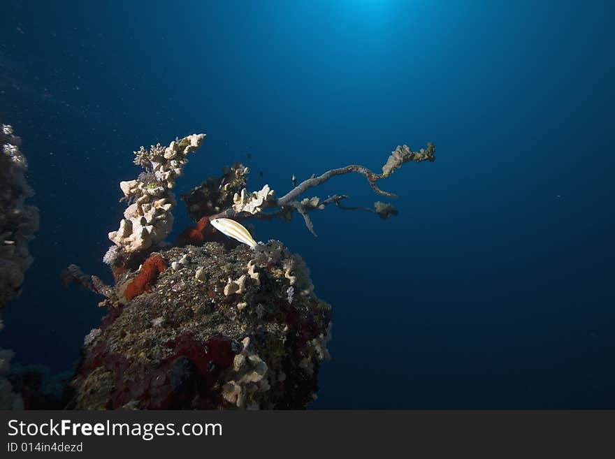 Coral and fish taken in the Red Sea.