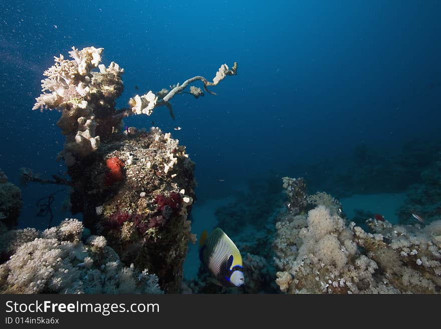 Coral and fish taken in the Red Sea.