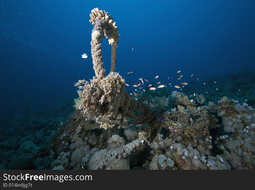 Coral and fish taken in the Red Sea.